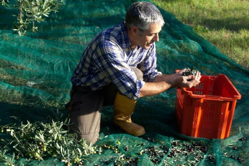Saltapoggio Azienda Agricola