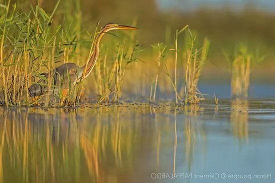 Les Marais Du Vigueirat - Arles Camargue
