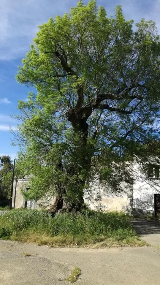 Freixo Da Quinta Da Fonte Real