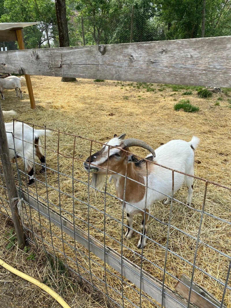 Fattoria Ma Falda