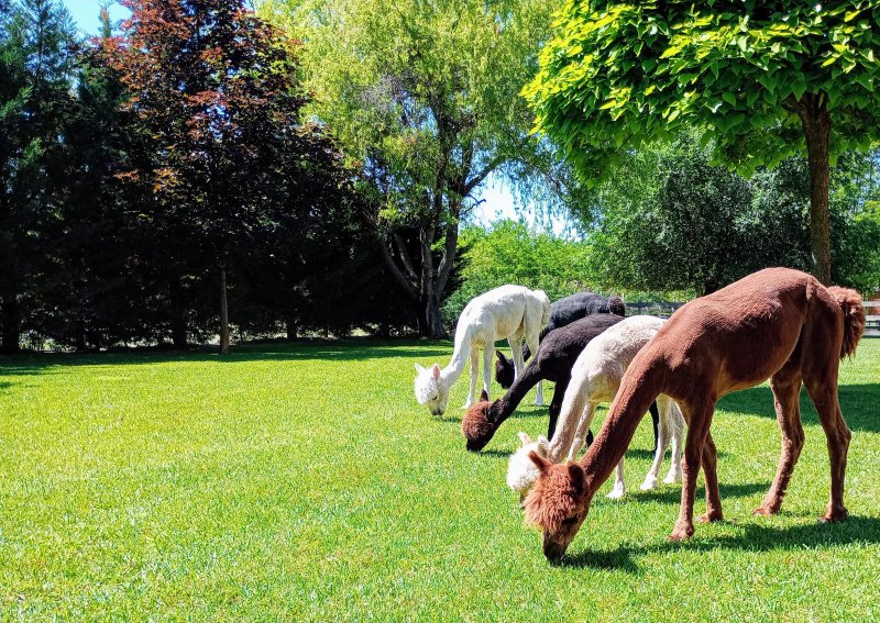 Alpacacamp