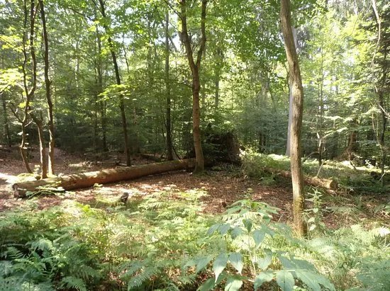 Wildwald Vosswinkel