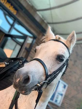Stepney Bank Stables