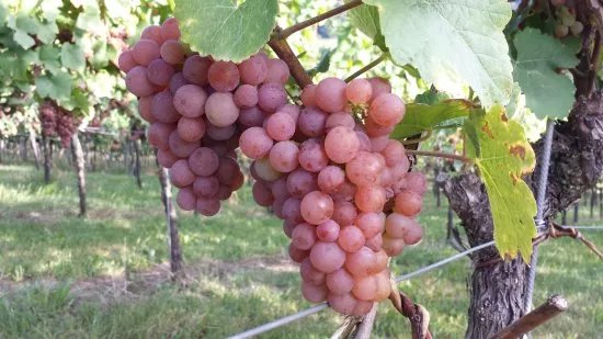Weingut und Edelbrennerei Gemmrich