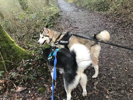 Brynna Woods and Llanharan Marsh Nature Reserve
