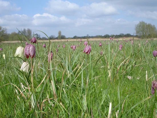 Iffley Meadows