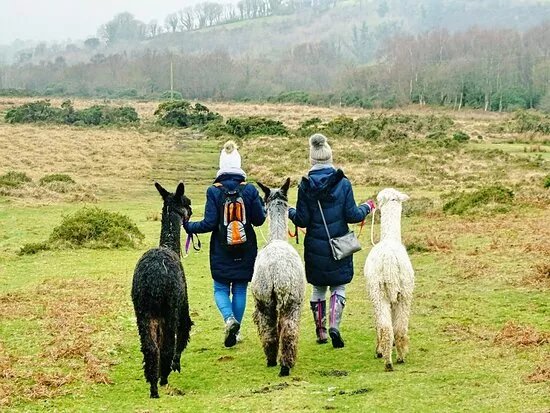 Lydford Gorge Alpacas