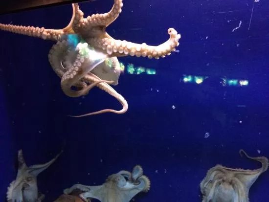 L’Aquarium de Barcelona