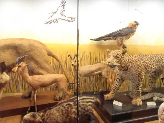 Zoological Museum