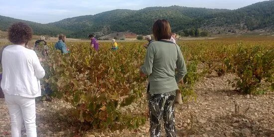 Bodega Balcona