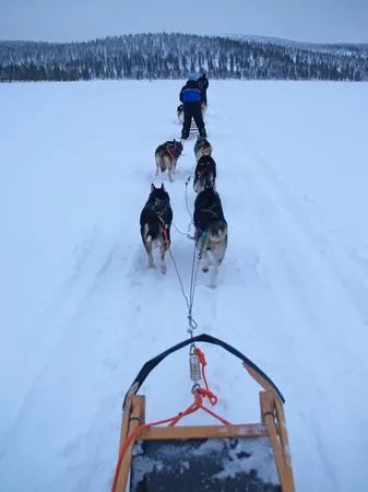 Kamisak Husky and Horse Expeditions - Day Tours