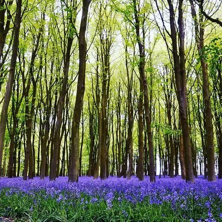 Badbury Hill