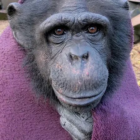 Wales Ape and Monkey Sanctuary