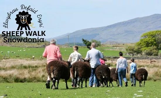 Sheep Walk Snowdonia