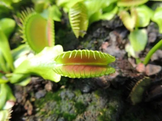 Nature et Paysages - Le Jardin Carnivore