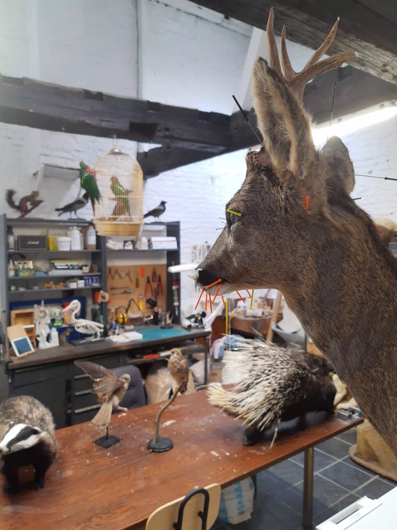 Instituut Sauvage