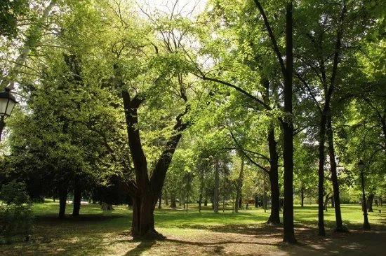 Zemunski Park