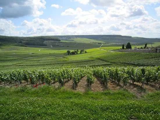 C La Vigne- Authentic Champagne Tour