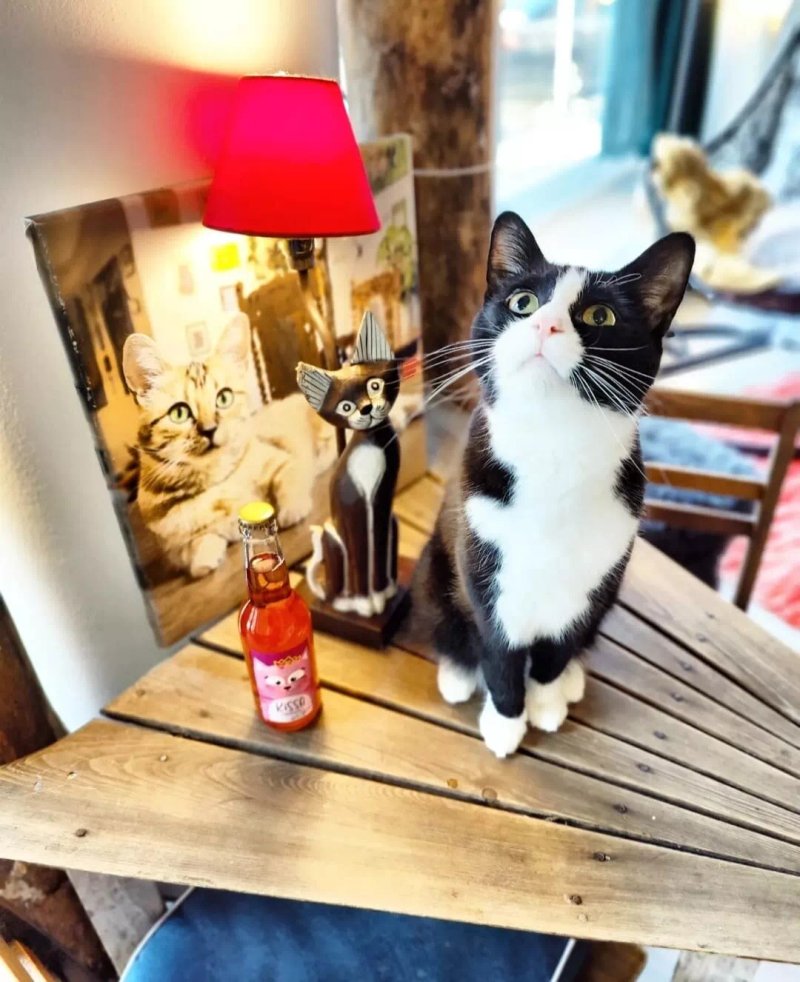 Cat Cafe Tiramisu
