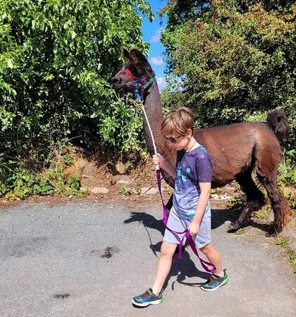 Humber Llamas