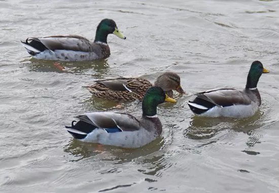 Hammonds Ponds