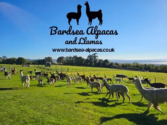 Bardsea Alpacas And Llamas