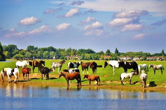 Port Meadow