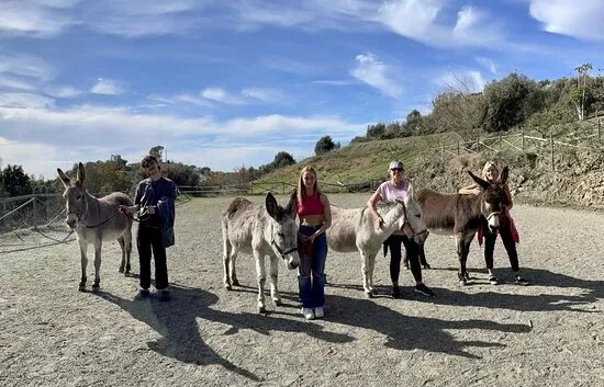 Donkey Dreamland