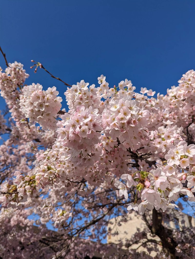 Cherry Blossoms in Chinatown