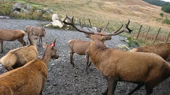 The Galloway Forest Park Red Deer Range