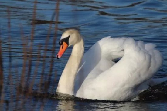 Swan Lake Park