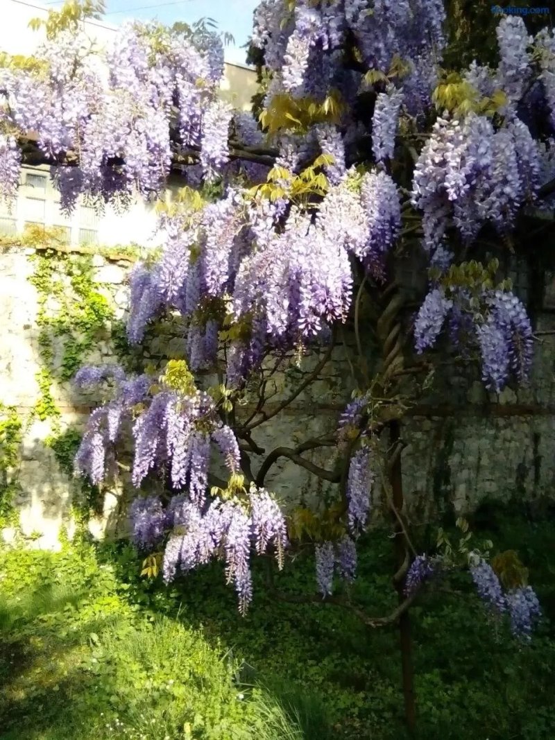 Osmanthus