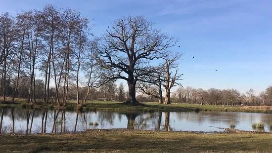 Beddington Park