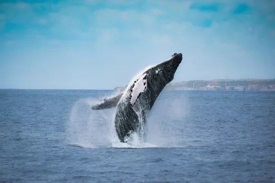 Futurismo Azores Adventures