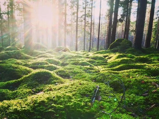 FoRestful