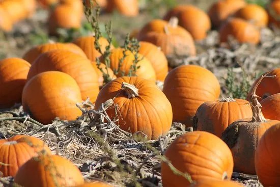PYO Pumpkins