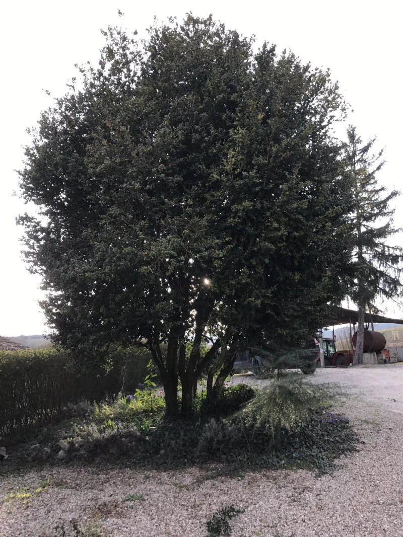 Agriturismo il Vecchio Forno Umbro