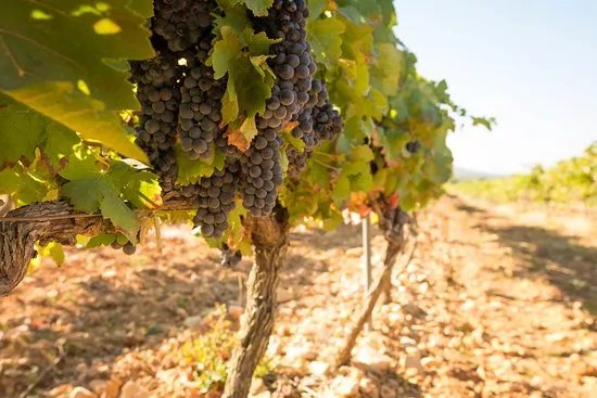 Domaine De Grangeneuve