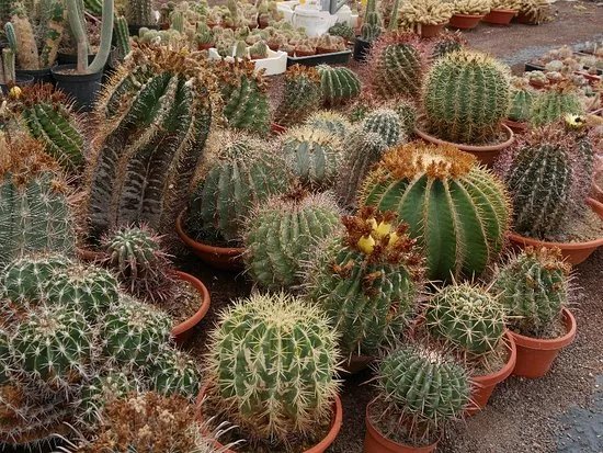 Kuentz le Monde des Cactus