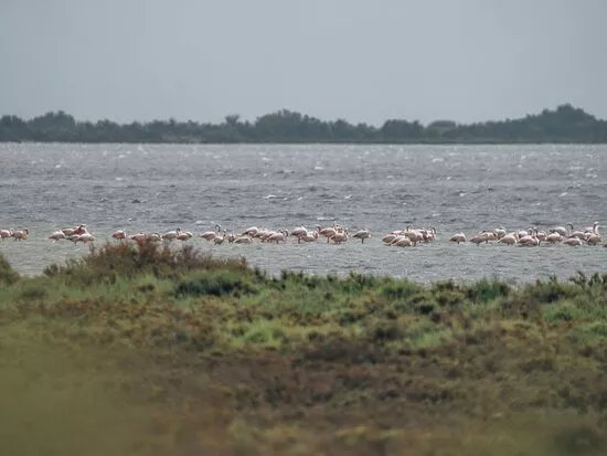 4x4 Camargue Safari Tours