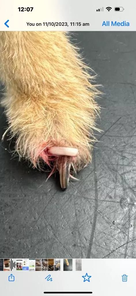Canine Cutting Club - Hale