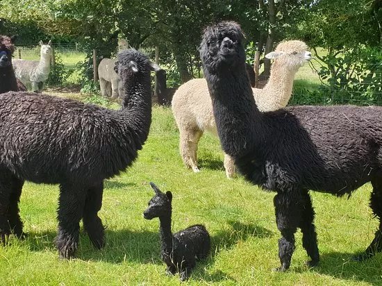 Butlers Farm Alpacas
