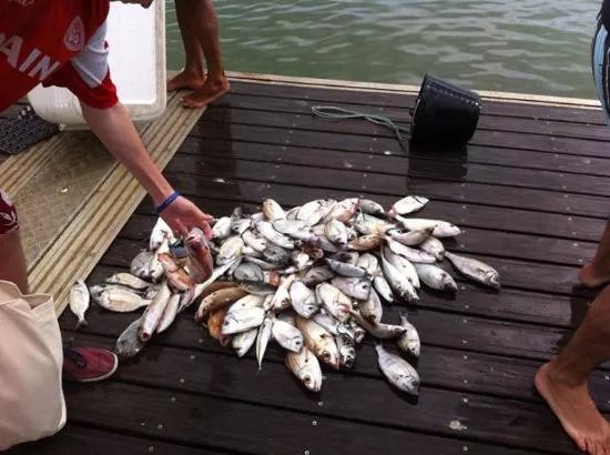 Alvor Fishing Donzela