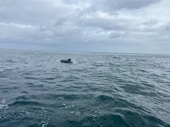 Greencastle Boat Tours