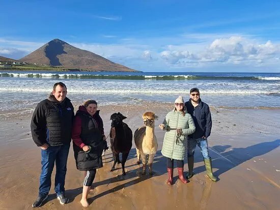 Achill Island Alpacas