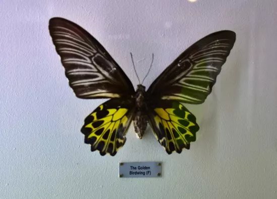 Kotsiomitis Natural History Museum