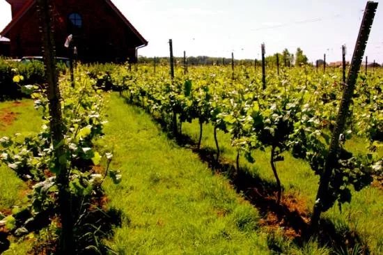 Zilver Cruys Winery
