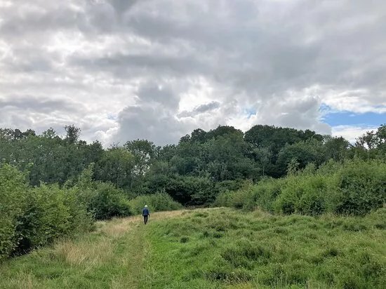 Barnett's Wood