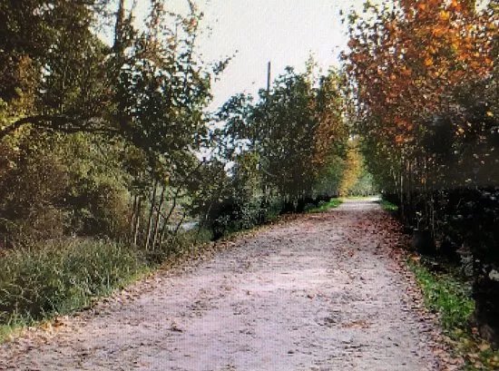 Bosco de Le Crete
