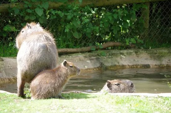 Birmingham Wildlife Conservation Park